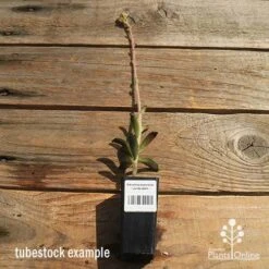 Kalanchoe Tomentosa – Panda Plant - Succulent -Bloom Field Shop apo kalanchoe panda plant large size 1