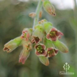 Kalanchoe Tomentosa – Panda Plant - Succulent -Bloom Field Shop apo kalanchoe tomentosa flower cluster