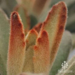 Kalanchoe Tomentosa – Panda Plant - Succulent -Bloom Field Shop apo kalanchoe tomentosa furry