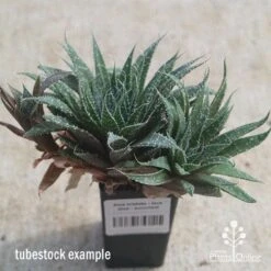 Aloe Aristata - Lace Aloe - Succulent -Bloom Field Shop apo lace aloe tubestock side