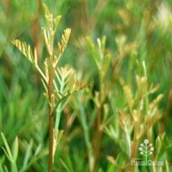 Grevillea Lana Maree -Bloom Field Shop apo lana maree gold foliage