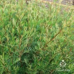 Grevillea Lana Maree -Bloom Field Shop apo lana maree gold foliage2