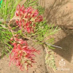 Grevillea Lana Maree -Bloom Field Shop apo lana maree grevillea flowers