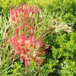 Grevillea Lana Maree -Bloom Field Shop apo lana maree grevillea flowers2