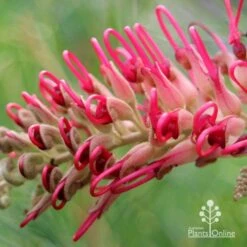 Grevillea Lana Maree -Bloom Field Shop apo lana maree grevillea opening