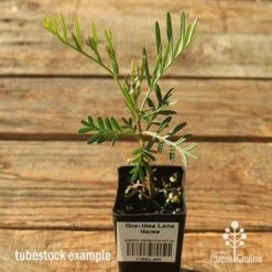 Grevillea Lana Maree -Bloom Field Shop apo lana maree tubestock