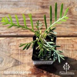 Grevillea Lana Maree -Bloom Field Shop apo lana maree tubestock top