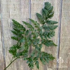 Rumohra Adiantiformis - Leatherleaf Fern -Bloom Field Shop apo leather leaf fern