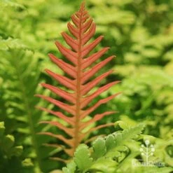 Rumohra Adiantiformis - Leatherleaf Fern -Bloom Field Shop apo leatherleaf coloured leaf