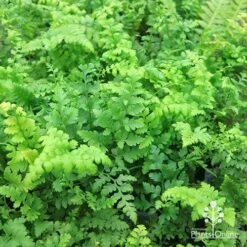 Rumohra Adiantiformis - Leatherleaf Fern -Bloom Field Shop apo leatherleaf fern foliage 1