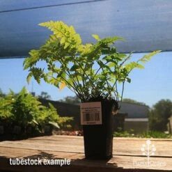 Rumohra Adiantiformis - Leatherleaf Fern -Bloom Field Shop apo leatherleaf rumohra tubestock large