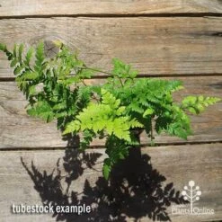 Rumohra Adiantiformis - Leatherleaf Fern -Bloom Field Shop apo leatherleaf rumohra tubestock large top