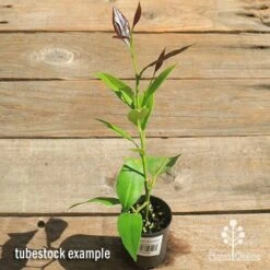 Citrus - Lemon Eureka -Bloom Field Shop apo lemon eureka tubestock top