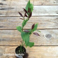 Citrus - Lemon Lisbon -Bloom Field Shop apo lemon lisbon tubestock new leaf colour