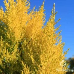 Cupressus Lemon Scent - Lemon Cypress -Bloom Field Shop apo lemon scent blue sky winter
