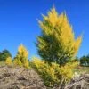 Cupressus Lemon Scent - Lemon Cypress -Bloom Field Shop apo lemon scent plantings nursery