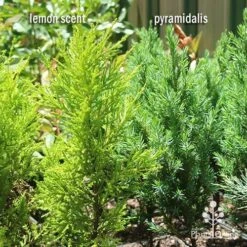 Cupressus Lemon Scent - Lemon Cypress -Bloom Field Shop apo lemon scent pyramidalis compare 1