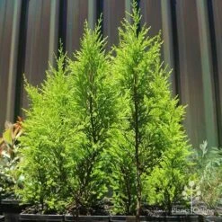 Cupressus Lemon Scent - Lemon Cypress -Bloom Field Shop apo lemon scent small trees