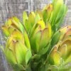 Leucadendron Gold Strike 1 Leucadendron Gold Strike -Bloom Field Shop apo leucadendron goldstrike flowers