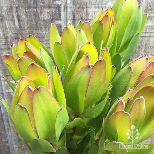 Leucadendron Gold Strike 3 Leucadendron Gold Strike