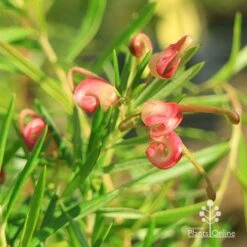 Grevillea Liliane 21 Grevillea Liliane -Bloom Field Shop apo liliane flower close