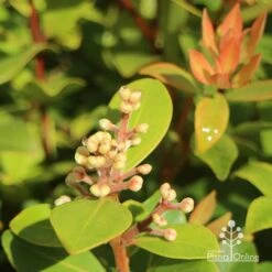 Metrosideros Little Ewan - Dwarf NZ Christmas Bush -Bloom Field Shop apo little ewan buds new leaf