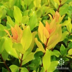 Metrosideros Little Ewan - Dwarf NZ Christmas Bush -Bloom Field Shop apo little ewan leaf colour