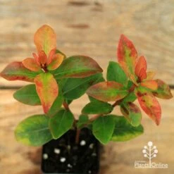 Metrosideros Little Ewan - Dwarf NZ Christmas Bush -Bloom Field Shop apo little ewan leaf colour september