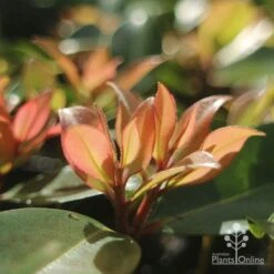 Metrosideros Little Ewan - Dwarf NZ Christmas Bush -Bloom Field Shop apo little ewan new leaf backlit