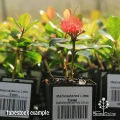 Metrosideros Little Ewan - Dwarf NZ Christmas Bush -Bloom Field Shop apo little ewan tubestock in flower