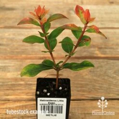 Metrosideros Little Ewan - Dwarf NZ Christmas Bush -Bloom Field Shop apo little ewan tubestock september