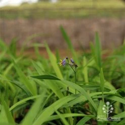 Dianella Little Jess -Bloom Field Shop apo little jess dianella plants