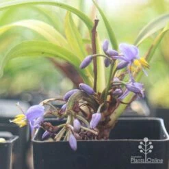 Dianella Little Jess -Bloom Field Shop apo little jess flower closeup