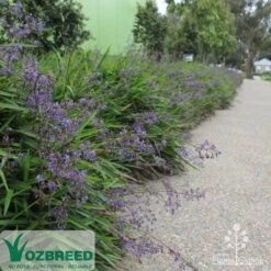 Dianella Little Jess -Bloom Field Shop apo little jess ozbreed lr