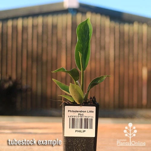 Philodendron Little Phil 4 Philodendron Little Phil - Image 2