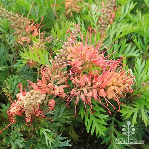 Grevillea Little Robyn 12 Grevillea Little Robyn - Image 10