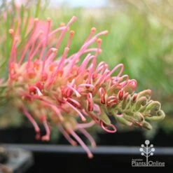 Grevillea Lollypops -Bloom Field Shop apo lollypops flower
