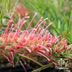 Grevillea Lollypops -Bloom Field Shop apo lollypops grevillea flower