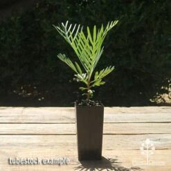 Grevillea Lollypops -Bloom Field Shop apo lollypops grevillea tubestock