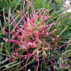 Grevillea Lollypops -Bloom Field Shop apo lollypops open
