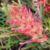 Grevillea Lollypops 2 Grevillea Lollypops -Bloom Field Shop apo lollypops pink