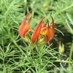 Lotus Red Flash - Parrot's Beak 15 Lotus Red Flash - Parrot's Beak -Bloom Field Shop apo lotus
