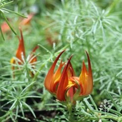 Lotus Red Flash - Parrot's Beak 17 Lotus Red Flash - Parrot's Beak -Bloom Field Shop apo lotus flower