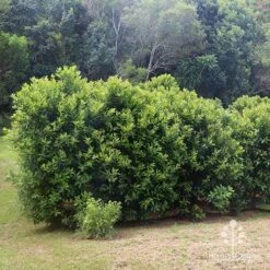 Tristaniopsis Luscious - Water Gum 35 Tristaniopsis Luscious - Water Gum -Bloom Field Shop apo luscious hedcge