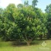 Tristaniopsis Luscious - Water Gum -Bloom Field Shop apo luscious tree