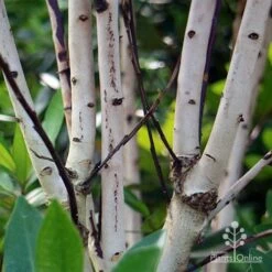 Tristaniopsis Luscious - Water Gum 36 Tristaniopsis Luscious - Water Gum -Bloom Field Shop apo luscious trunks