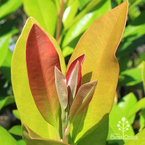 Tristaniopsis Luscious - Water Gum 4 Tristaniopsis Luscious - Water Gum - Image 2