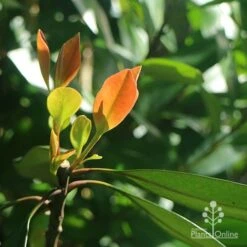 Tristaniopsis Luscious - Water Gum 23 Tristaniopsis Luscious - Water Gum -Bloom Field Shop apo luscious winter leaf backlit