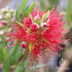 Callistemon Macarthur -Bloom Field Shop apo macarthur callistemon