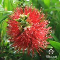 Callistemon Macarthur -Bloom Field Shop apo macarthur callistemon flower